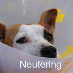 Pet neutering and spaying