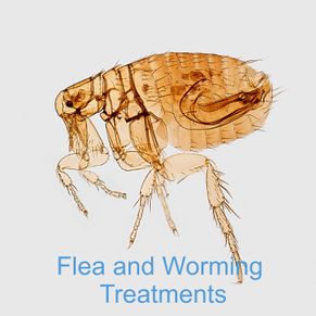 Flea and worming treatment