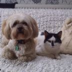 Tilly the dog & Poppy the cat; Caroline's pets